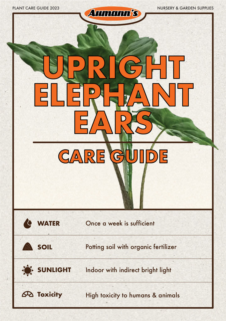 Upright Elephant Ears Care Guide